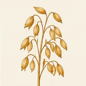 Food-grade oat processing and oat groats preparation for specialty grain markets