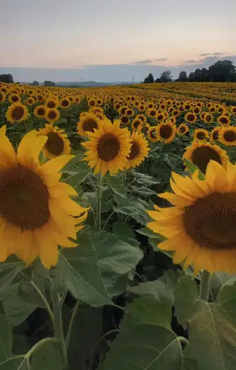 Sunflower field in New York supporting food-grade sunflower seed processing