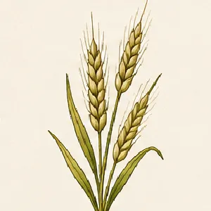 Food-grade rye cleaning and processing for flour and specialty grain applications