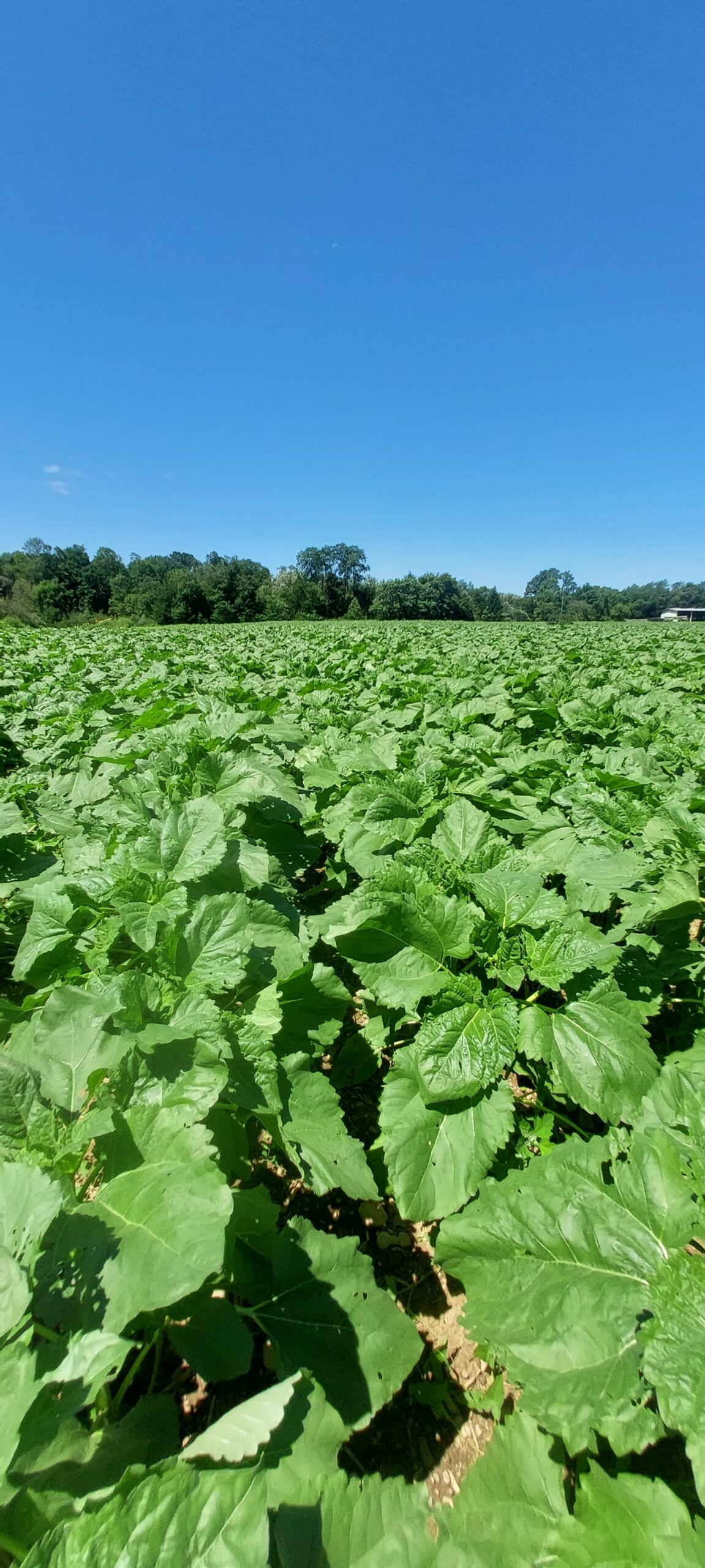 Agricultural crop field supporting seed processing and specialty crop production