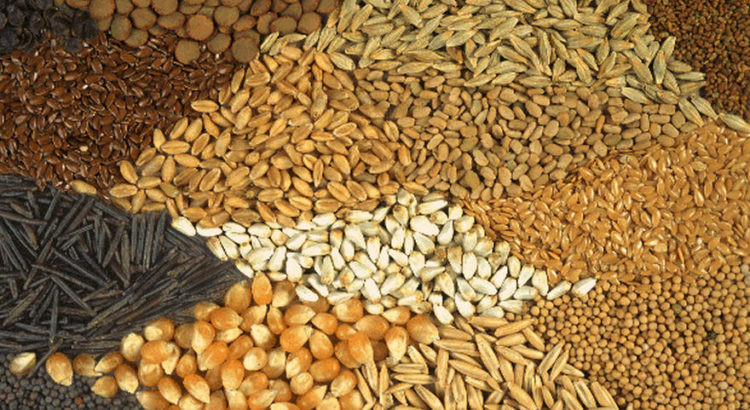 Forage and feed seed processing for alfalfa, clover, forage oats, and pasture seed blends