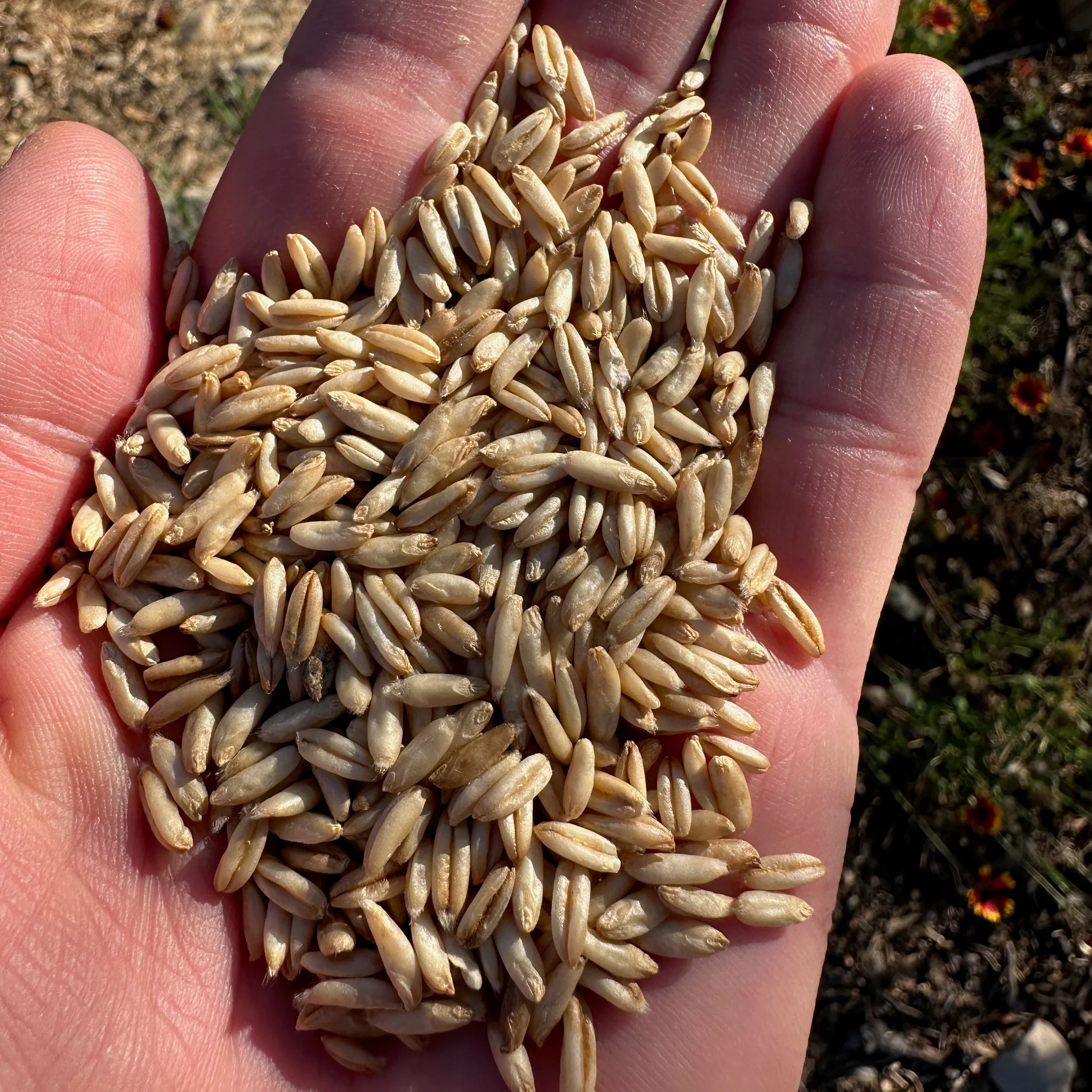 MMCTECH oat groats produced at Perry-Dice Organics through oat dehulling systems