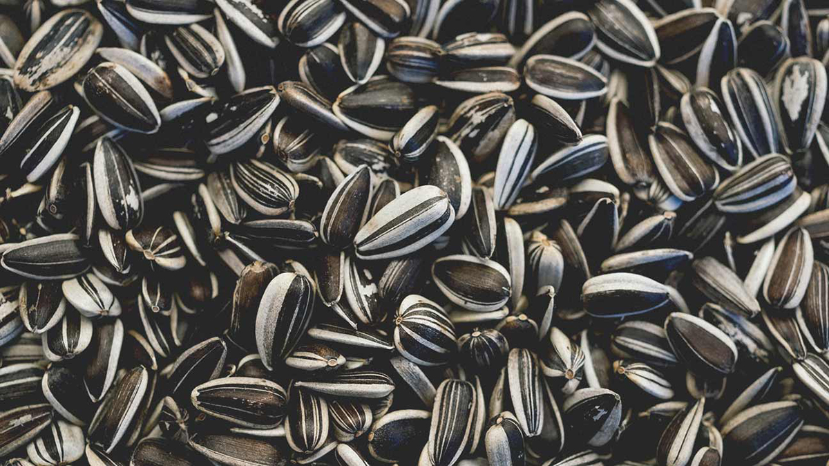 Food-grade sunflower seed and specialty crop processing for gluten-free agricultural applications