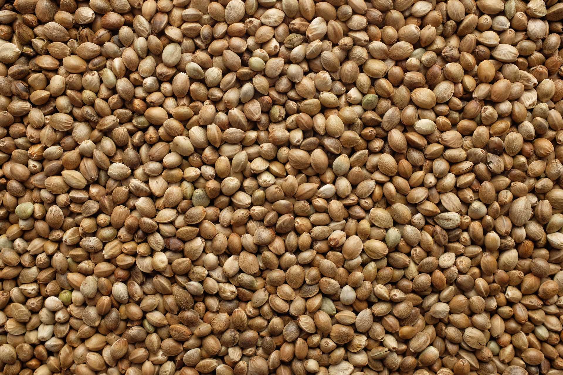 MMCTECH cleaned hemp seed processed at Perry-Dice Organics food-grade facility