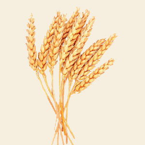 Food-grade spelt processing for flour and specialty grain applications